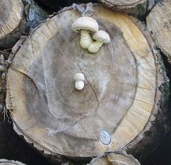 Pappel-Schüppling (Hemipholiota populnea)