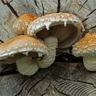 Pappel-Schüppling (Hemipholiota populnea)