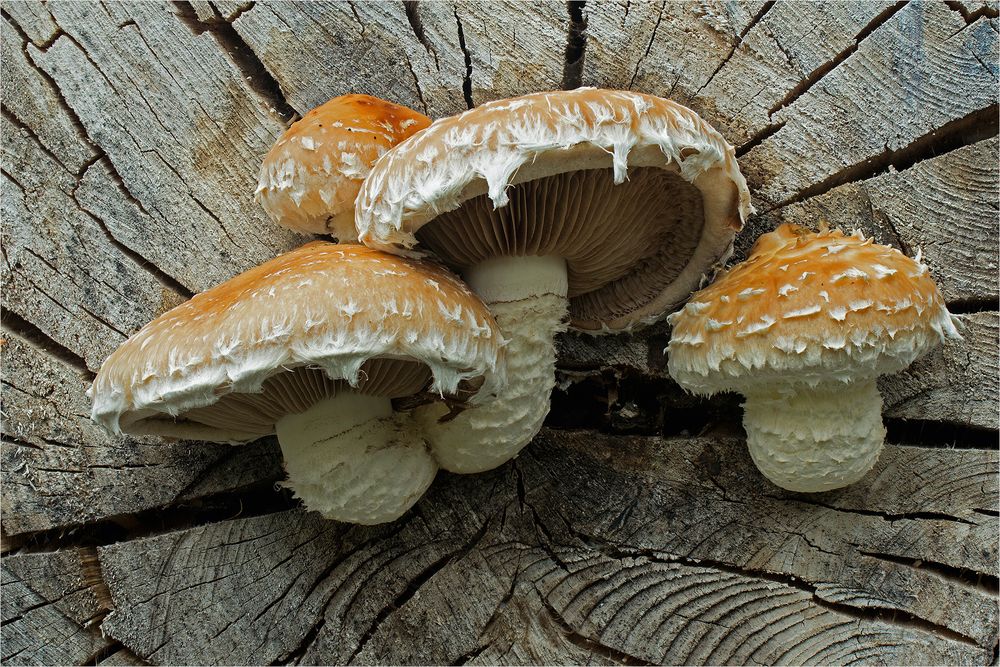 Pappel-Schüppling (Hemipholiota populnea)