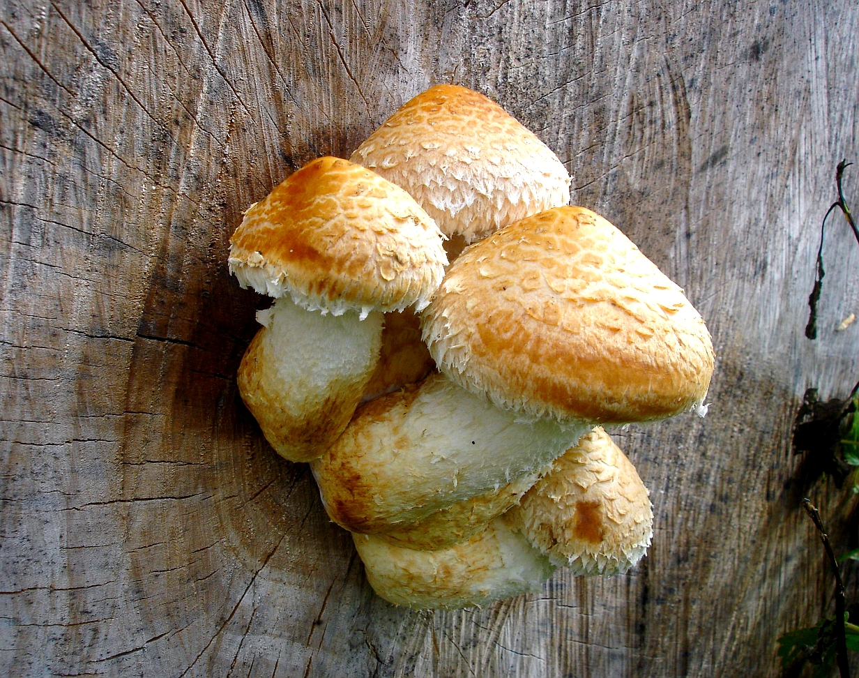 Pappel-Schüppling (Pholiota populnea)