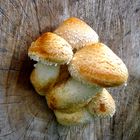 Pappel-Schüppling (Pholiota populnea)