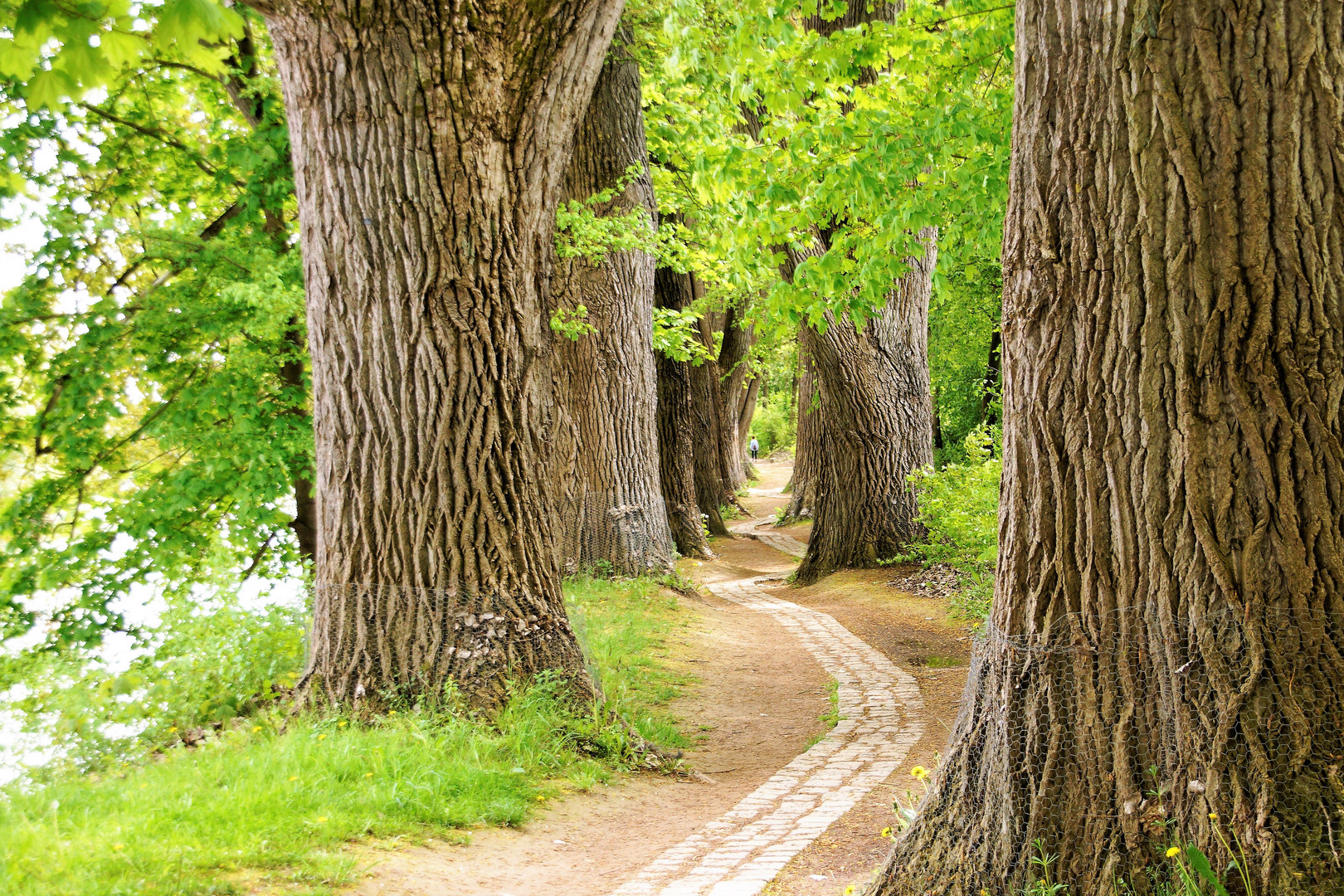 Pappelallee auf der Wöhrdinsel in Regensburg