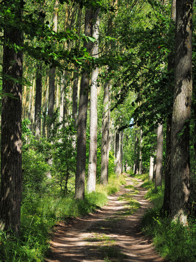 Pappelallee auf Rügen