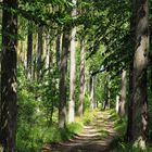 Pappelallee auf Rügen