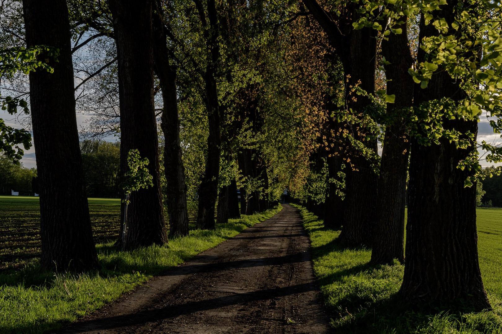 Pappelallee beim Zitzstaudenhof