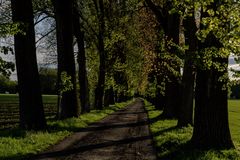 Pappelallee beim Zitzstaudenhof