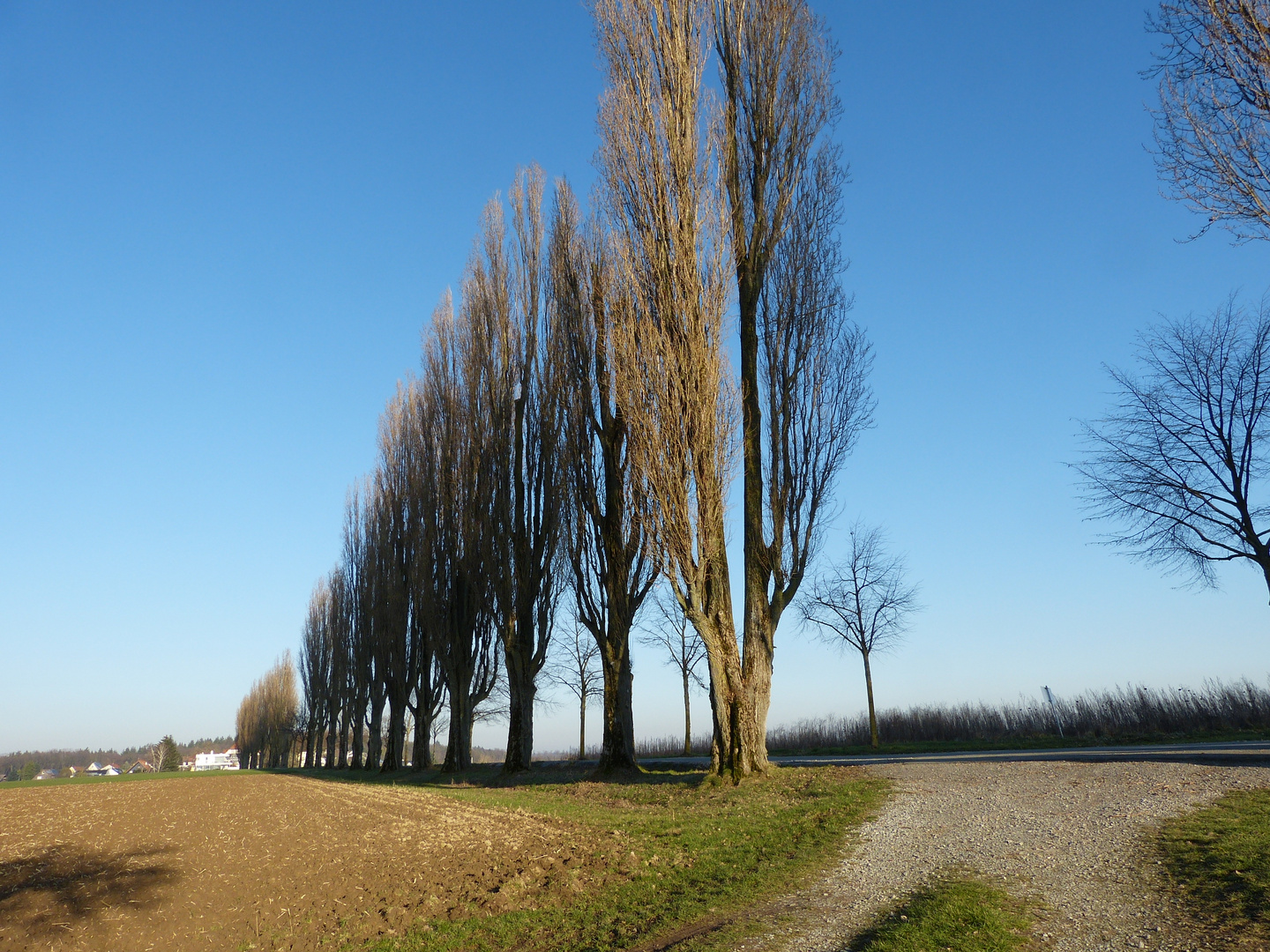 Pappelallee im Winter