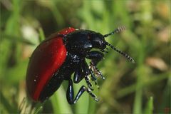 Pappelblatt-Käfer ( Melasoma populi )