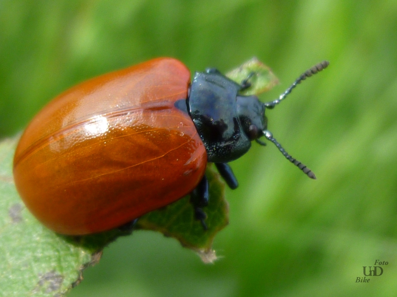 Pappelblattkäfer