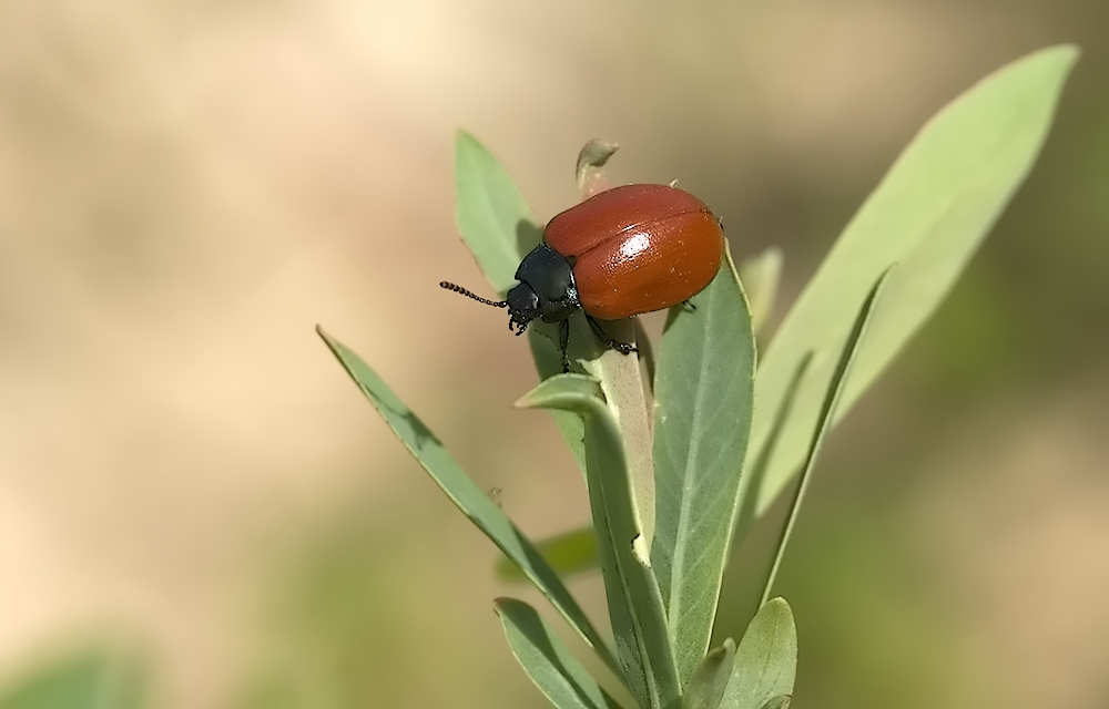 Pappelblattkäfer