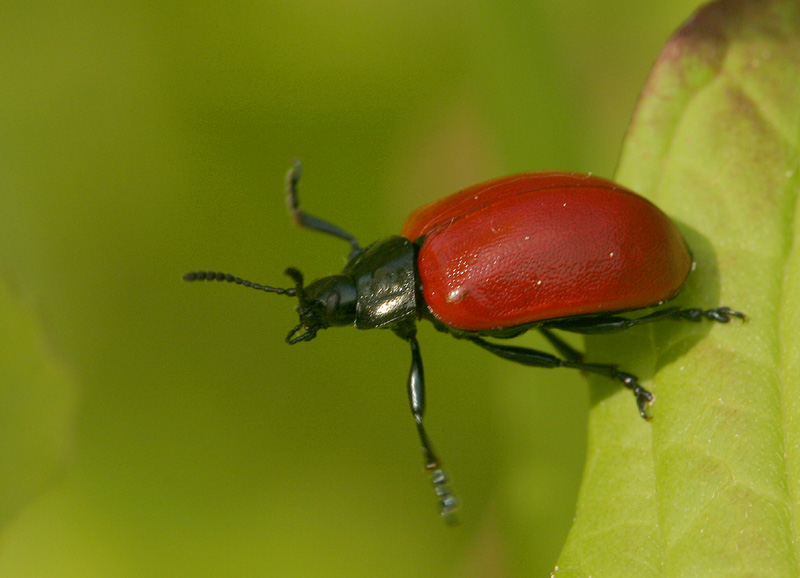 Pappelblattkäfer