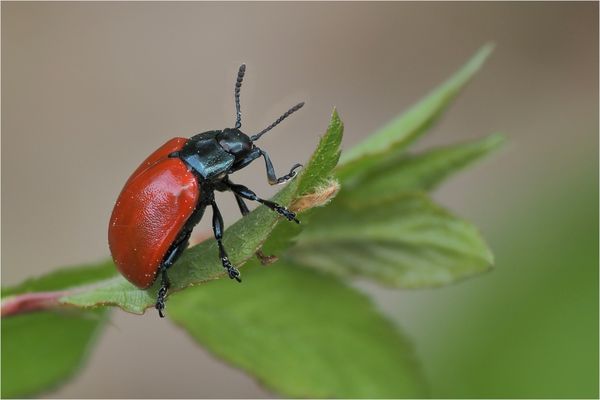Pappelblattkäfer