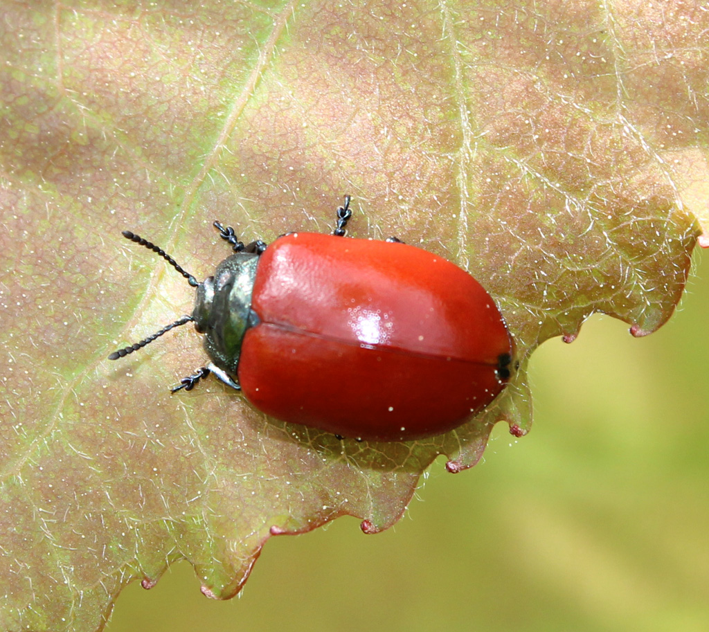 Pappelblattkäfer 