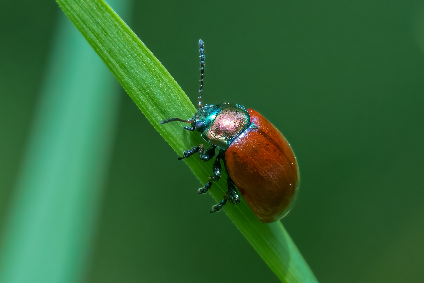 Pappelblattkäfer