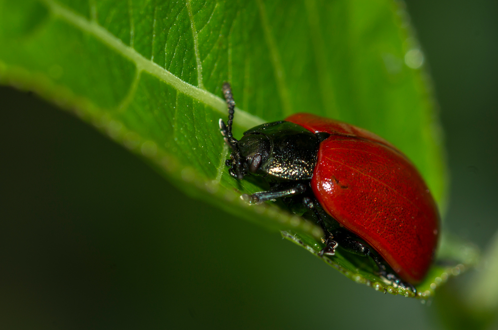 Pappelblattkäfer