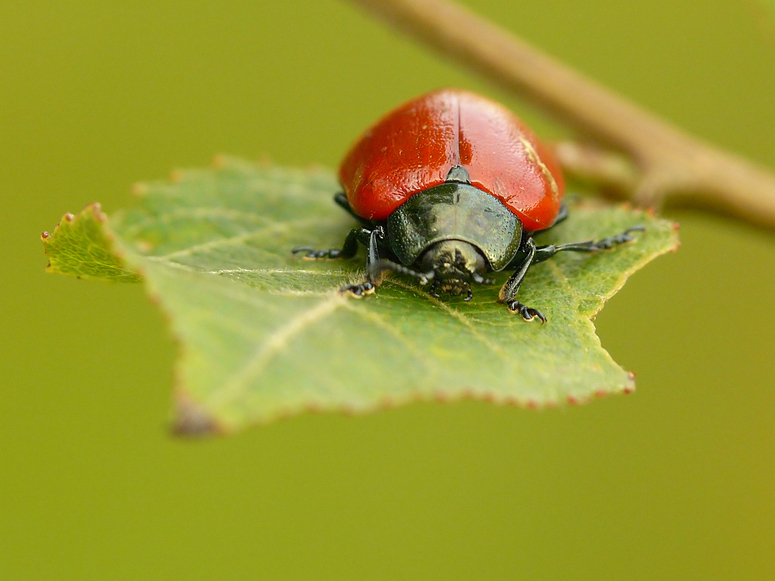 Pappelblattkäfer