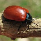 Pappelblattkäfer ( Chrysomela populi )