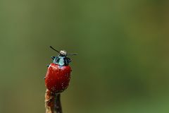 Pappelblattkäfer (Chrysomela populi)