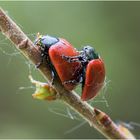 Pappelblattkäfer (Chrysomela populi) 15/I