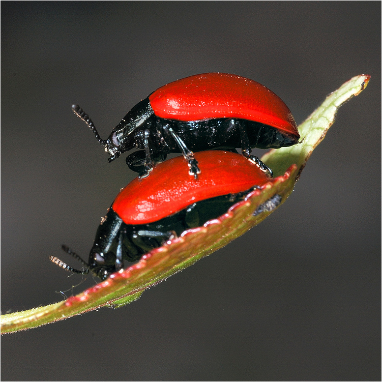 Pappelblattkäfer - Chrysomela populi