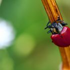 Pappelblattkäfer (Chrysomela populi)