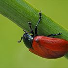 Pappelblattkäfer (Chrysomela populi) 