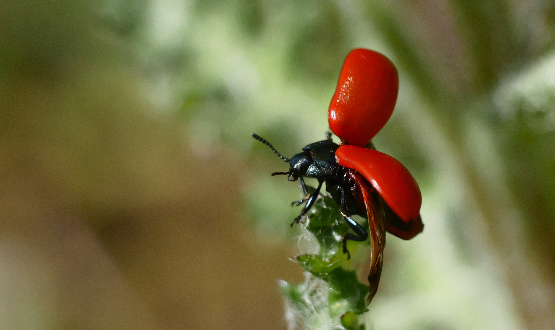 Pappelblattkäfer (Chrysomela populi)