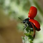 Pappelblattkäfer (Chrysomela populi)