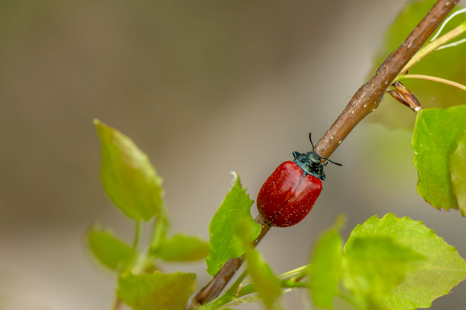 Pappelblattkäfer (Chrysomela populi)