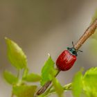 Pappelblattkäfer (Chrysomela populi)