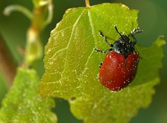 Pappelblattkäfer (Chrysomela populi)