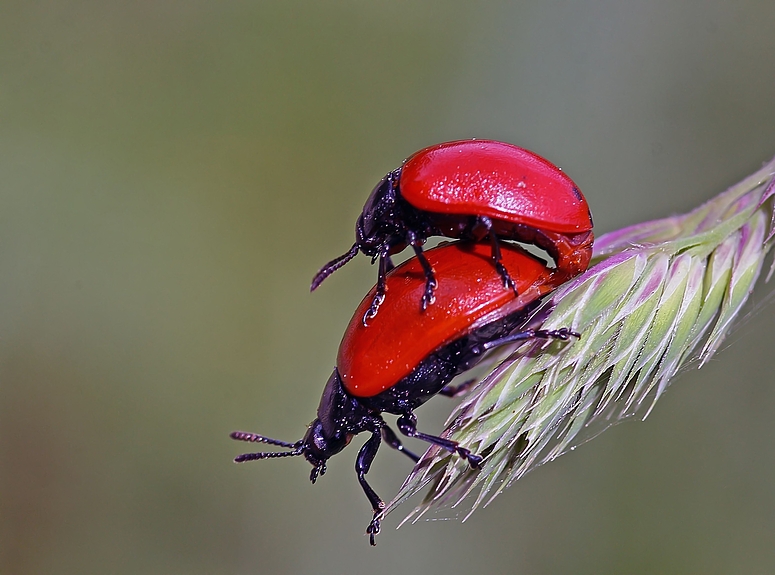 Pappelblattkäfer (Chrysomela populi)