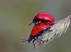 Pappelblattkäfer (Chrysomela populi)