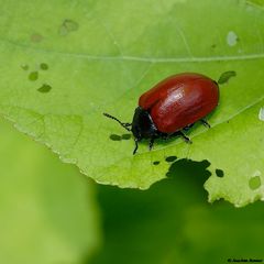 Pappelblattkäfer (Chrysomela populi)