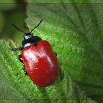 Pappelblattkäfer (Chrysomela populi)