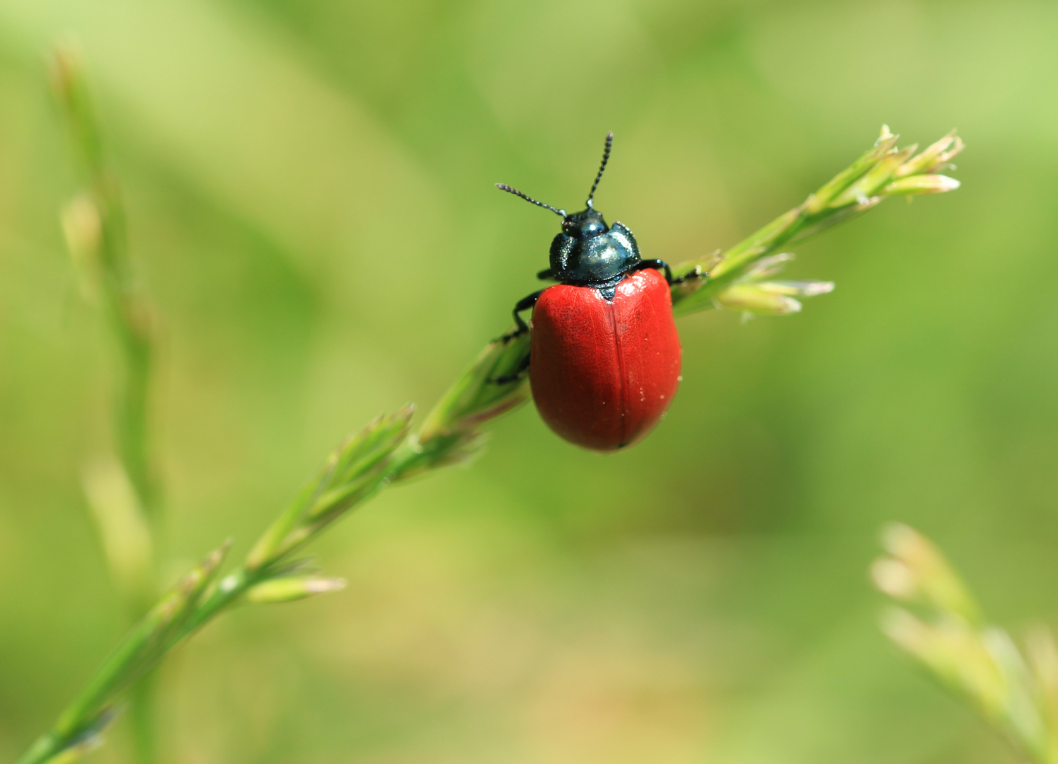 Pappelblattkäfer / Chrysomela populi