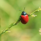 Pappelblattkäfer / Chrysomela populi