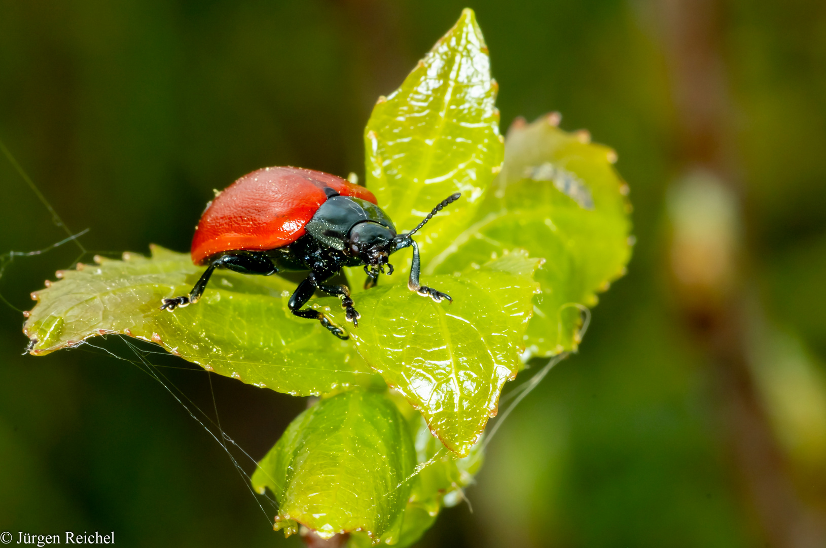 Pappelblattkäfer (Chrysomela populi) 