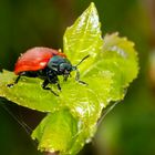 Pappelblattkäfer (Chrysomela populi) 