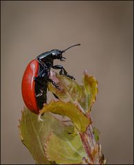 Pappelblattkäfer