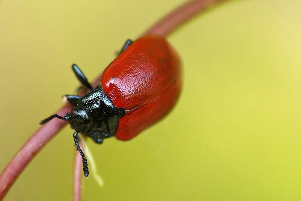 Pappelblattkäfer