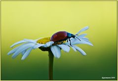 pappelblattkäfer im morgenlicht.....