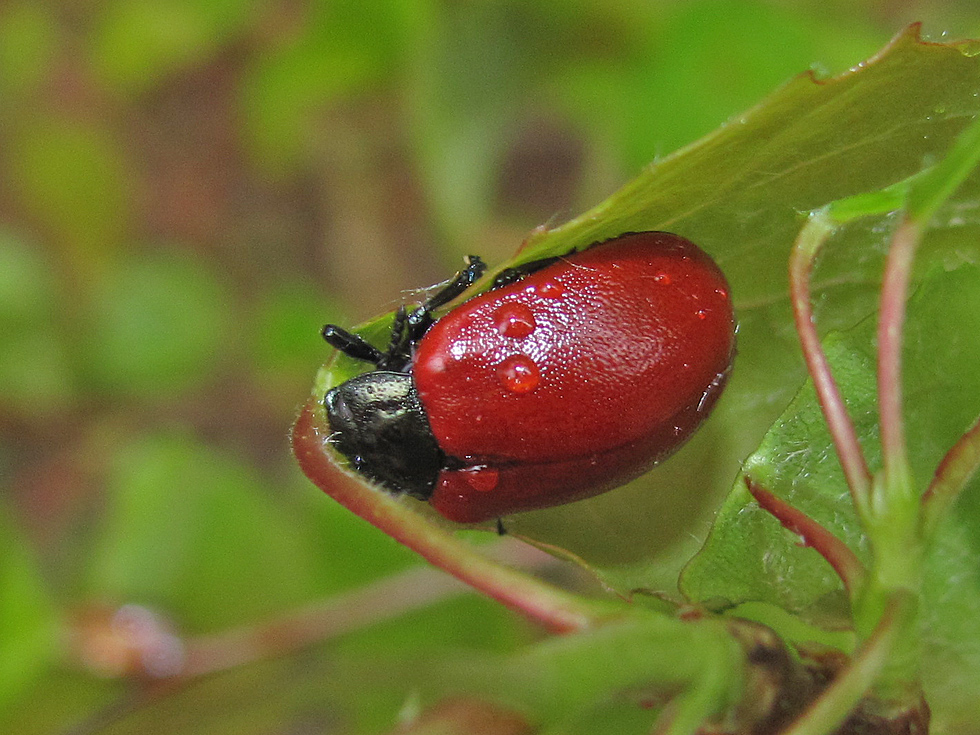 Pappelblattkäfer im Regen