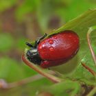 Pappelblattkäfer im Regen