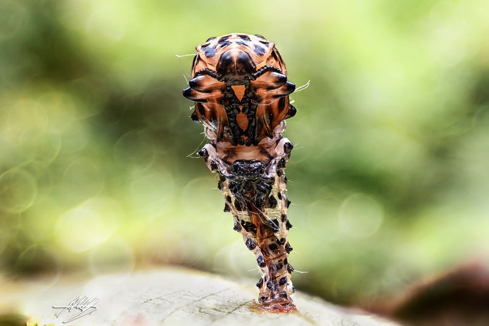 Pappelblattkäfer-Larve (Chrysomela populi)