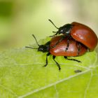 Pappelblattkäfer (Melasoma populi)