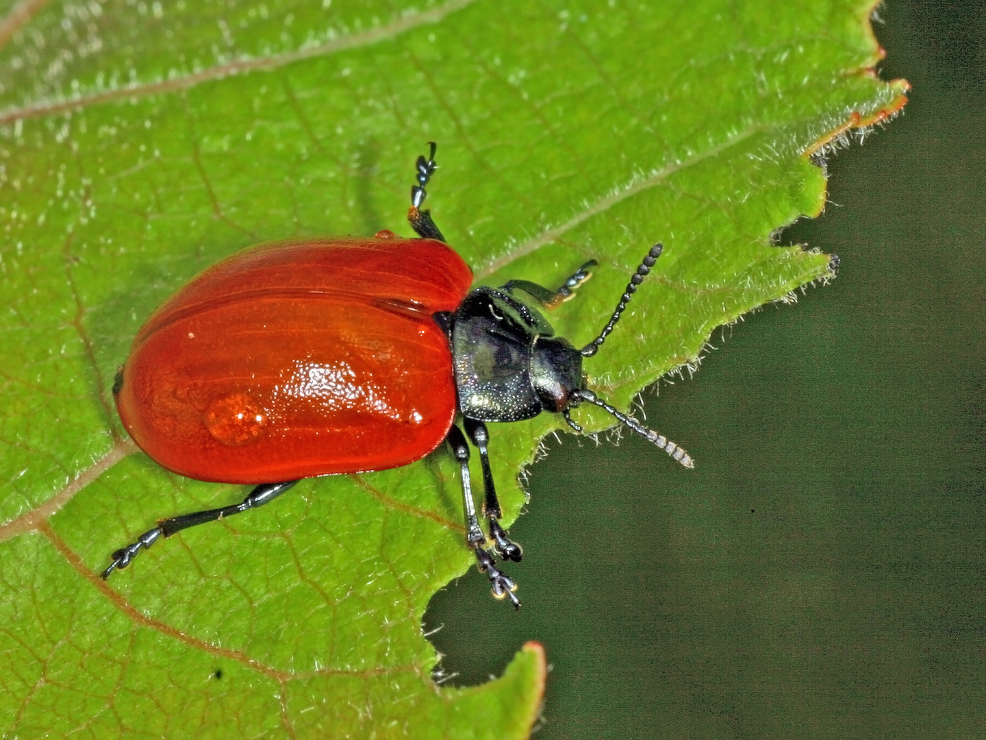 Pappelblattkäfer oder Weidenblattkäfer (Chrysomela populi)....