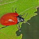 Pappelblattkäfer oder Weidenblattkäfer (Chrysomela populi)....