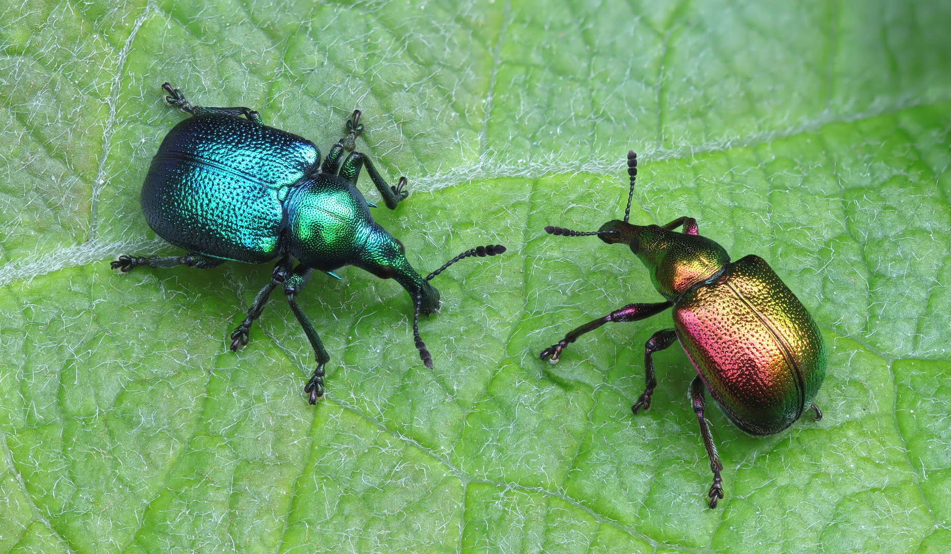 Pappelblattroller ( Byctiscus populi)