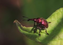 Pappelblattroller (Byctiscus populi)